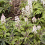 Tiarella 'Iron Butterfly' GM P9 BIO