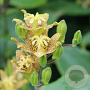 Tricyrtis latifolia GM P9 BIO