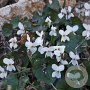 Viola odorata 'Alba' GM P9 BIO