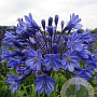 Agapanthus 'Intermedius' GM P9 BIO