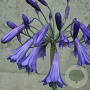 Agapanthus 'Purple Cloud' GM P9 BIO