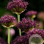 Allium atropurpureum GM P9 BIO