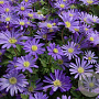 Anemone blanda 'Blue Shades' GM P9 BIO