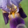 Iris (G) 'Alcazar' GM P9 BIO