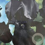 Iris (G) 'Black Dragon' GM P9 BIO