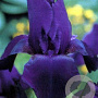 Iris (G) 'Black Tafetta' GM P9 BIO