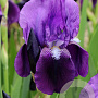 Iris (G) 'Eleanor Roosevelt' GM P9 BIO