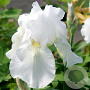 Iris (G) 'Immortality' GM P9 BIO