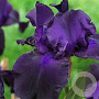 Iris (G) 'Matinata' GM P9 BIO