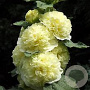 Alcea rosea 'Charters Double Yellow' GM P9 BIO