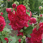 Alcea rosea 'Chater's Double Red' GM P9 BIO