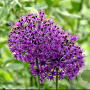 Allium aflatunense 'Purple Sensation' GM P9 BIO
