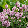 Betonica officinalis 'Pinky' GM P9 BIO