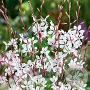 Gaura lindheimeri 'Flaming White' GM P9 BIO