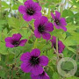 Geranium 'Sandrine' GM P9 BIO