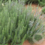 Rosmarinus officinalis 'Green Ginger' GM P13 Biologisch