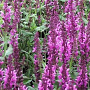 Salvia nemorosa 'Pink Friesland' GM P9 BIO