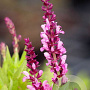 Salvia nemorosa 'Sensation Deep Rose' GM P9 BIO