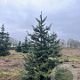 Abies grandis 300-350 cm draadkluit solitair