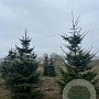 Abies grandis 350-400 cm draadkluit solitair