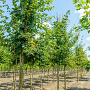 Acer campestre 'Zorgvlied' 50-60 HO draadkluit 250 cm stam