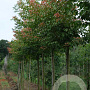 Acer cissifolium 16-18 HO draadkluit