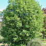 Acer monspessulanum 10-12 HO draadkluit