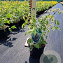 Acer negundo 'Variegatum' 14-16 HO draadkluit 250 cm stam