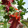 Acer plat. 'Deborah' 30-35 HO draadkluit 250 cm stam