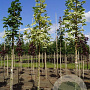 Acer plat. 'Drummondii' 12-14 HO draadkluit