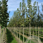 Acer plat. 'Drummondii' 16-18 HO draadkluit 250 cm stam