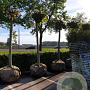 Acer plat. 'Globosum' 18-20 HO draadkluit 220 cm stam LEIVORM