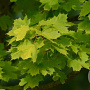 Acer plat. 'Prigo' 10-12 HO draadkluit