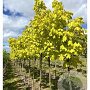 Acer plat. Princeton Gold 10-12 HO draadkluit