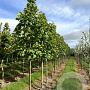 Acer pseud. 'Negenia' 30-35 HO draadkluit 250 cm stam