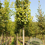 Acer pseud. 'Rotterdam' 50-60 HO draadkluit 250 cm stam
