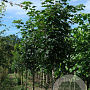 Acer pseud. 'Wilhelmina' 20-25 HO draadkluit 250 cm stam