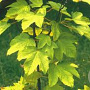 Acer pseud. 'Worley' 30-35 HO draadkluit
