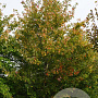 Acer rubrum 550-600 cm draadkluit meerstammig