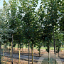 Acer rubrum 20-25 HO draadkluit