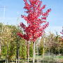 Acer rubrum 'Morgan' 25-30 HO draadkluit 250 cm stam