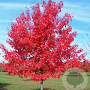Acer rubrum 'Summer Red' 12-14 HO 50L