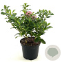 Escallonia laevis Pink Elle 25-30 cm 2,0L