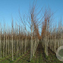 Acer saccharinum 6-8 HO draadkluit