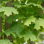 Acer saccharinum 50-60 HO draadkluit 250 cm stam