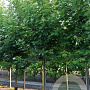 Acer s. 'Pyramidale' 80-90 HO draadkluit 250 cm stam