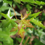 Acer truncatum 400-450 cm draadkluit meerstammig