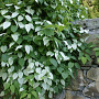 Actinidia polygama 125-150 cm draadkluit struik