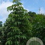 Aesculus glabra 10-12 HO draadkluit