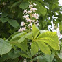 Aesculus hip. 'Lichtenvoorde' 18-20 HO draadkluit